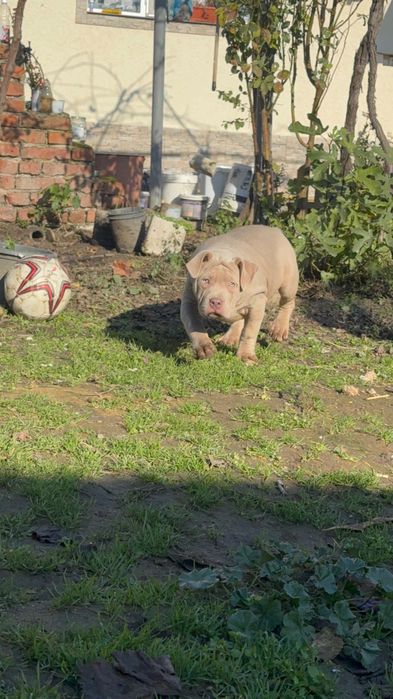 Американско Були хл