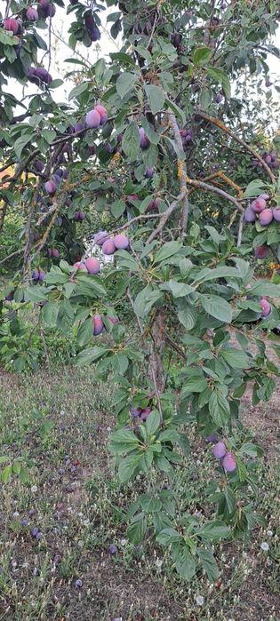 Prune    Giurgiu