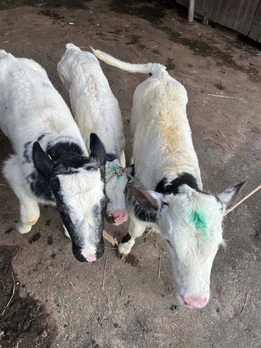 Vand vitei de rasa de carne asigur transport!!