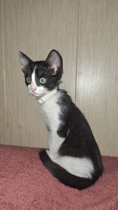 Отдам котенка в добрые руки