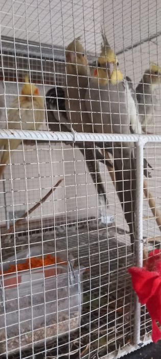 Papagal Ninfe tinere