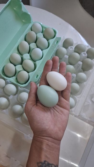 Лакеданзи голубое инкубационное яйцо, цыплята