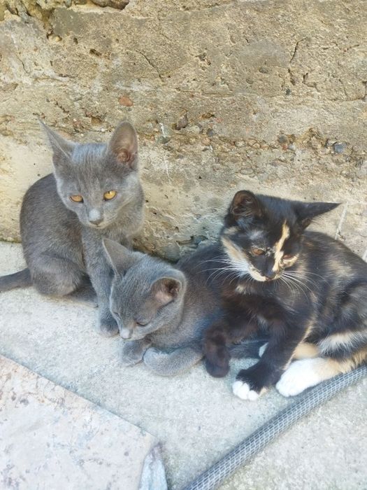 Отдам даром котят в хорошие руки.