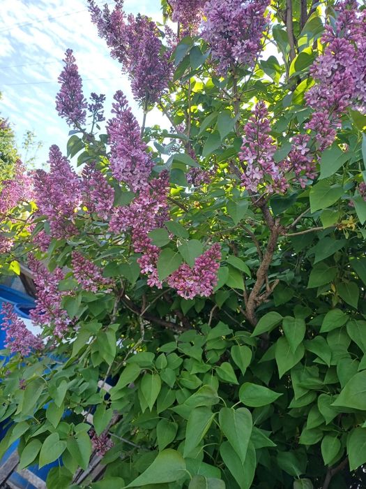 Сирень Сирень Сирень