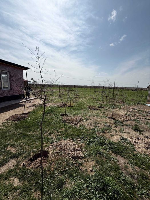 Dacha Akmal Ikromov sotiladi Piskent tumani, Toshkent viloyati