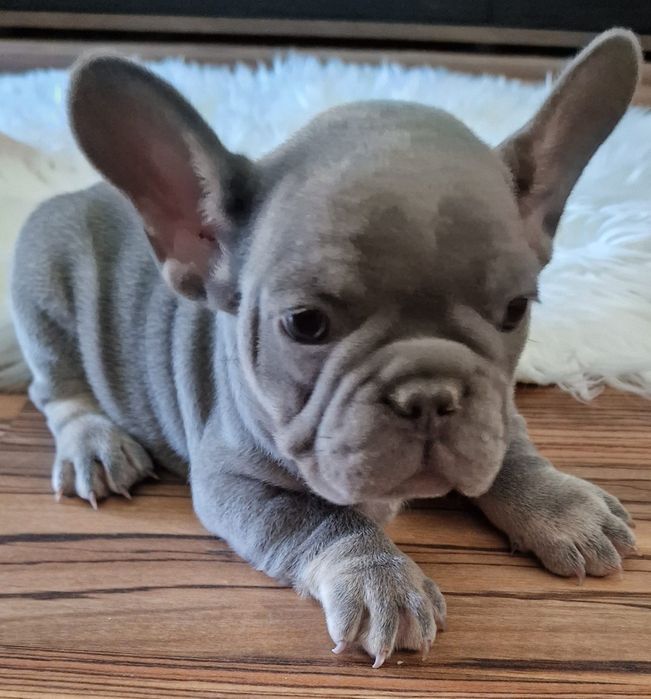Bulldog Francez  merle