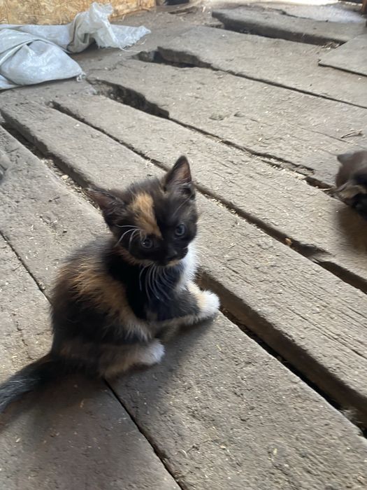 отдам котят в хорошие руки