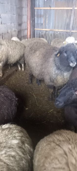 Продается Кошкар