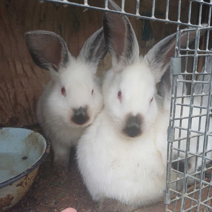 Домашний кролик quyon