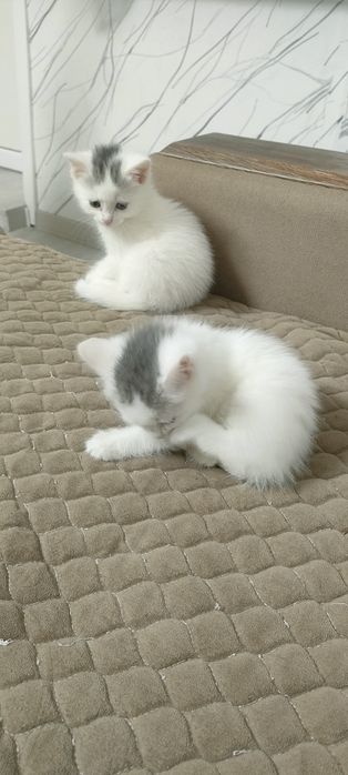 Отдам в надёжные руки