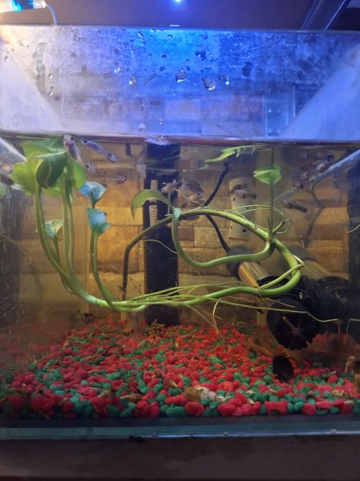 Pești Guppy & Xipho