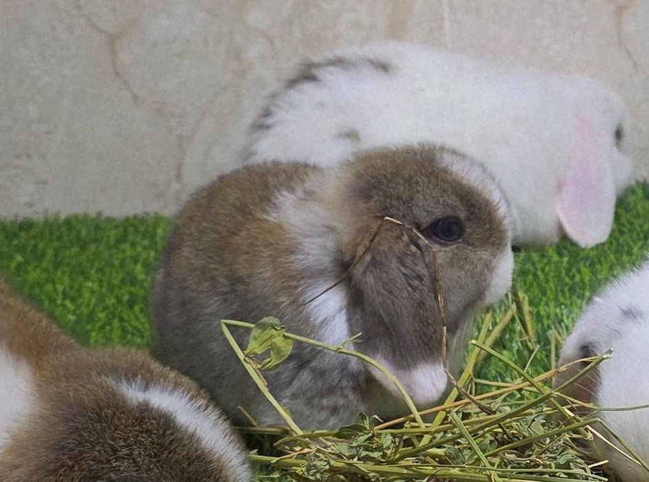 Карлик қуён баран