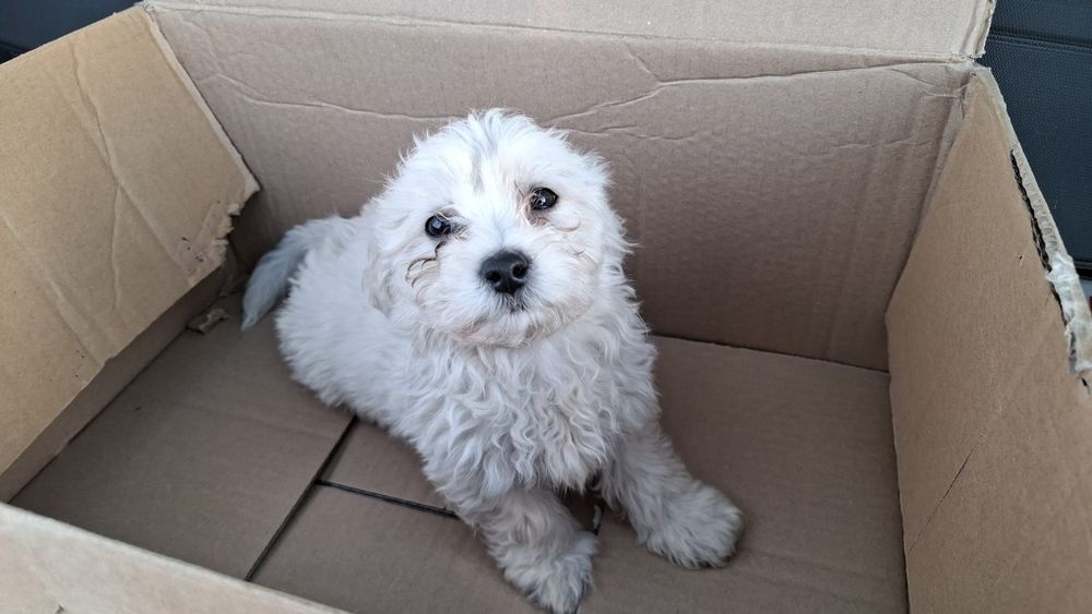 Bichon Maltez băiat