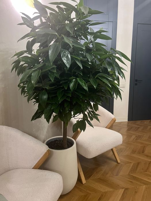 Продам дерево Корицы