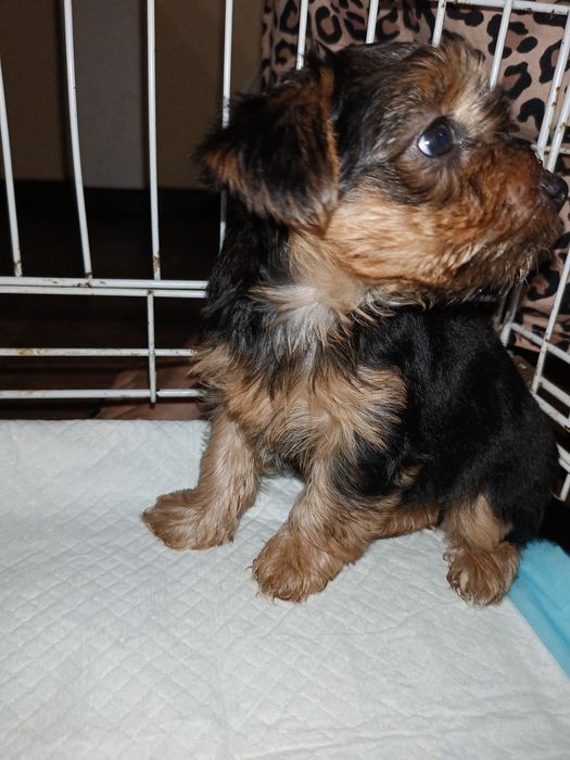 Йоркширский терьер