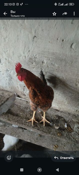 Молодые петушки 4000