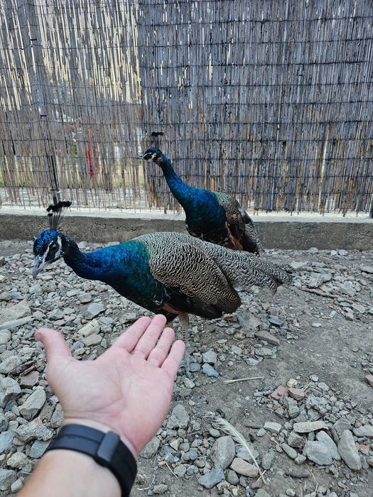 Pauni standard de vanzare