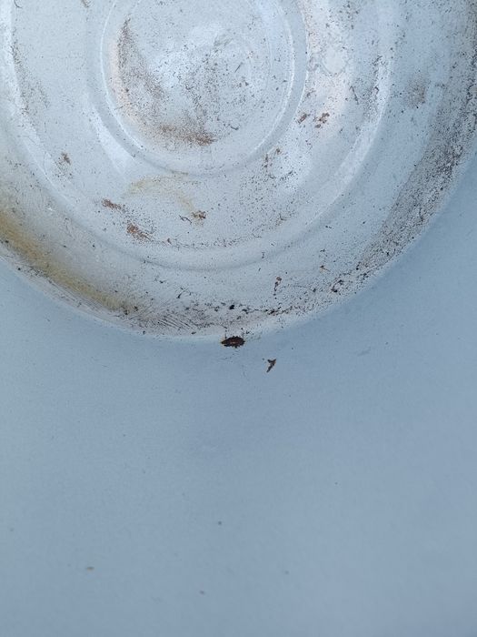 Казан за варене на буркани