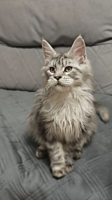 Мейн Кун мальчики