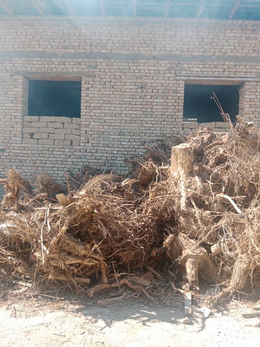 Quruq ildiz va aralash òtin