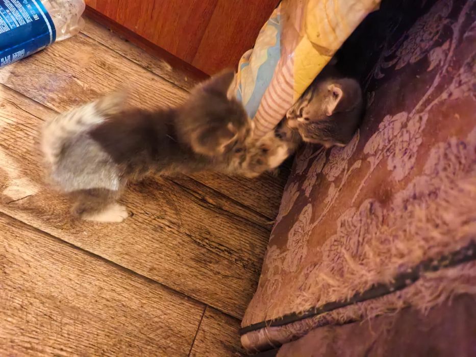 Отдам котят в хорошие руки