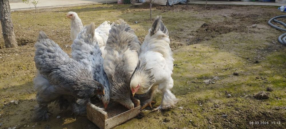 Brama tovuq xoʻroz sotiladi, 220.000.