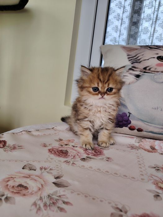 Pisica persana cu pedigree