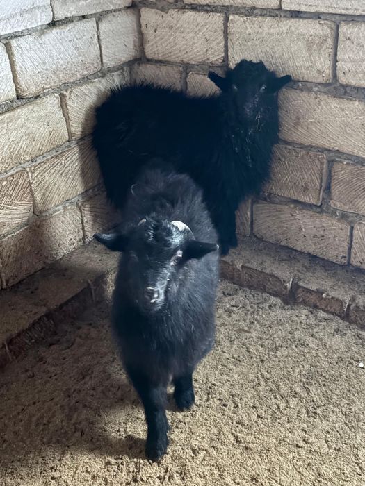 Оптом кой ешкы 300к