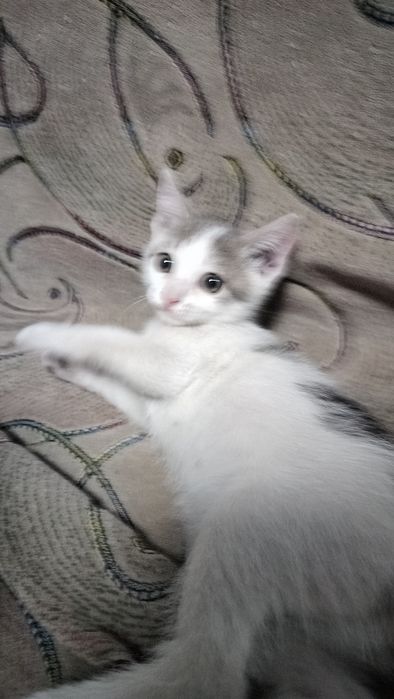 Котята две девочки