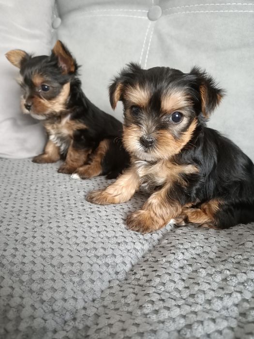 Йоркширский терьер