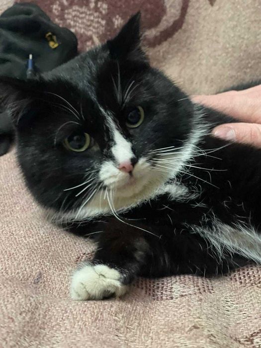 Отдам кота в хорошие руки