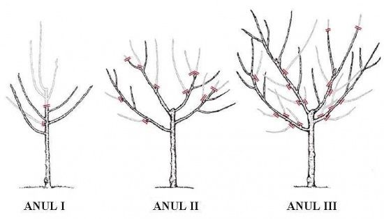 Tăieri de pomi fructiferi, viță de vie si aluni /tufe de aluni