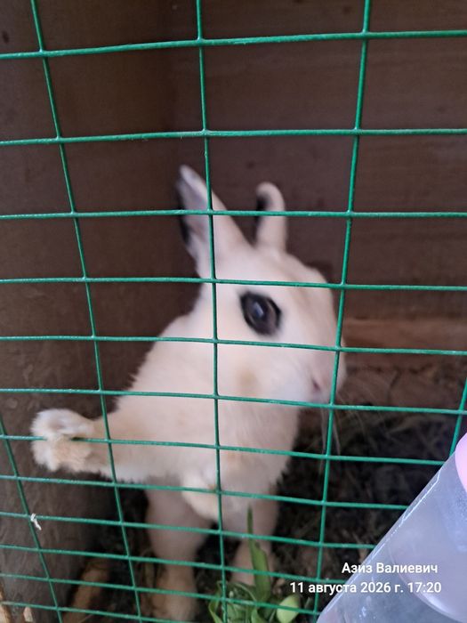 Кролики на продажу