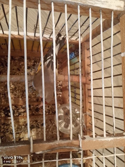 Сеуе самка екеуіде