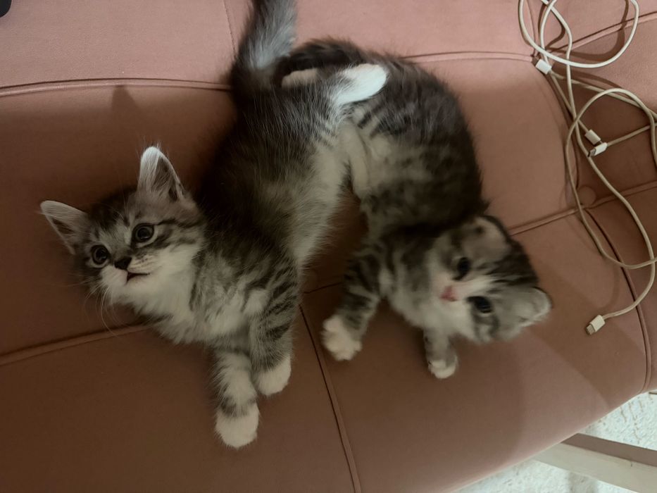 Отдам котят в хорошие руки!