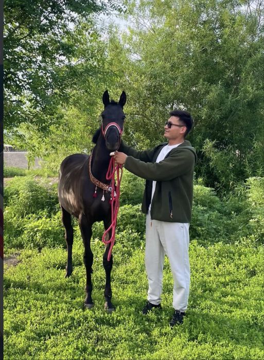 Таза қанды 2жасар