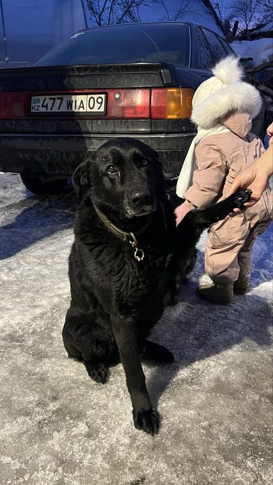 Щенки в добрые руки