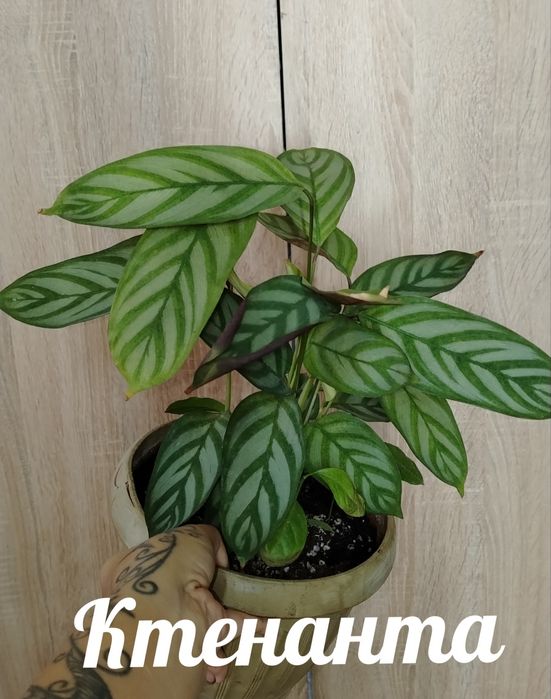 Продам комнатные растения