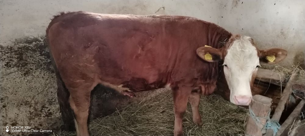 Jurinca montata de doua luni fără coarne din Barsau de jos