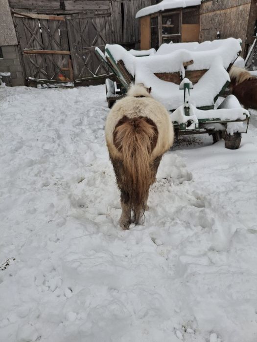 Vând poneiță 2ani jumate