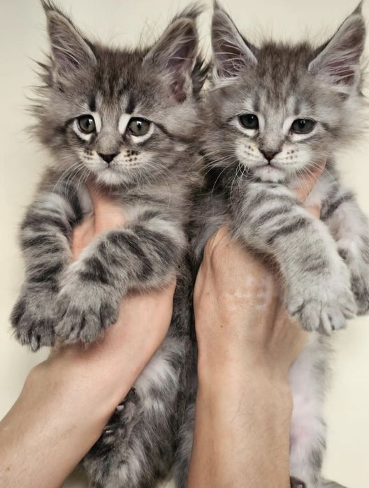 Котята Мейн-кун из Питомника в Рассрочку!