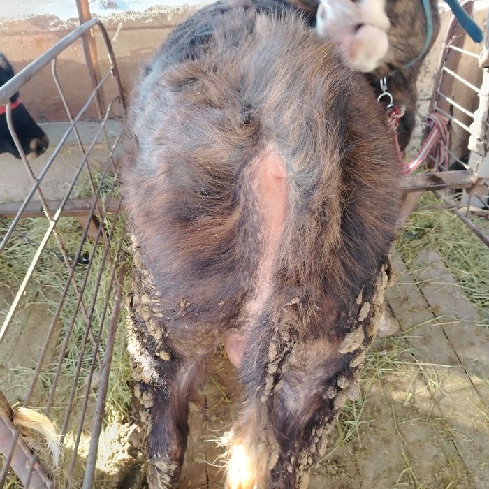 Сельхозживотное.