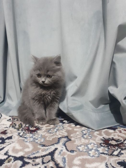 Vyazka mushuk scotish straight britanskiy