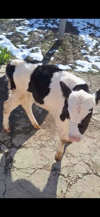 бузаулар телёнки ар турлы возраст