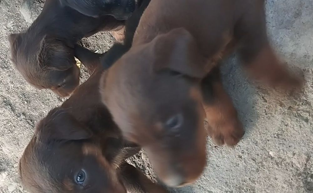 Ягдтерер кушик сатылады