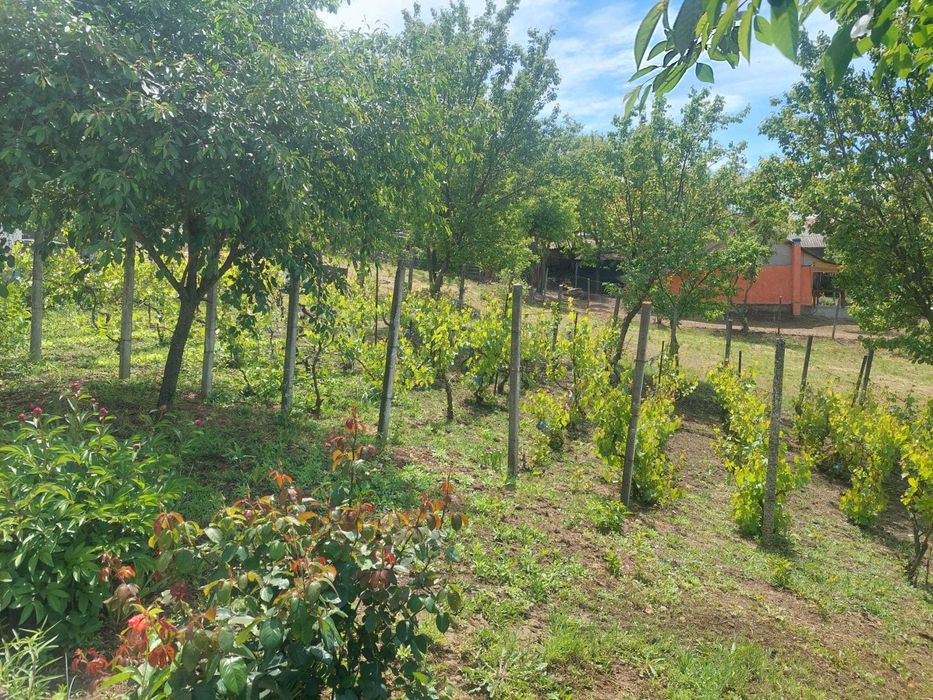 Casă in sat Negrileşti, județul Galați, 1900mp la 15 km de Tecuci.