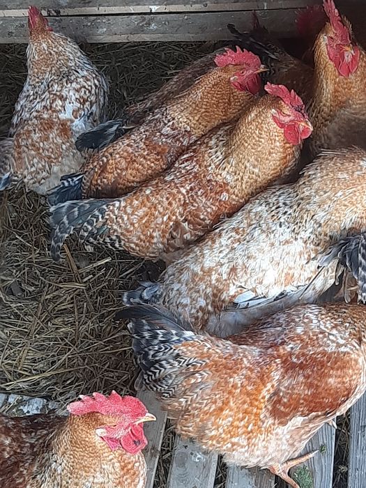 cocoși tineri crescuți la curte schimb cu cereale