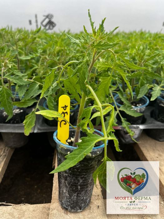 Разсад - домат, пипер, краставици