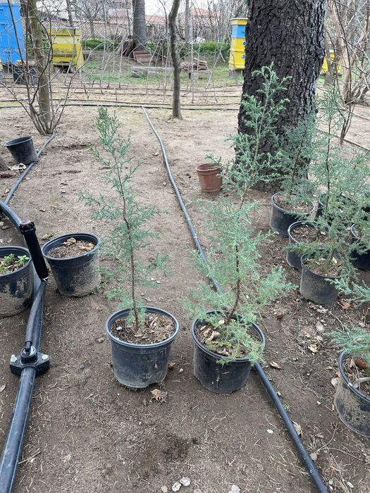 Източна туя, Аризонски кипарис, Обикновен кипарис