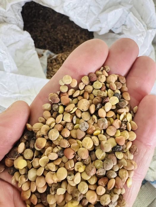 «Продам чечевицу на корм животным»